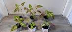 Coleusplant (Solenostemon) met mooie kleurrijke bladeren., Ophalen of Verzenden, Halfschaduw, Minder dan 100 cm