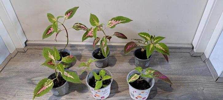 Coleusplant (Solenostemon) met mooie kleurrijke bladeren., Huis en Inrichting, Kamerplanten, Minder dan 100 cm, Halfschaduw, Ophalen of Verzenden