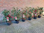 Camellia Reticulata Mary Williams, Tuin en Terras, Ophalen, Lente, Halfschaduw