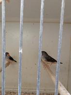 Timor zebravinken (de kleine zebravink), Dieren en Toebehoren, Vogels | Overige Vogels, Meerdere dieren