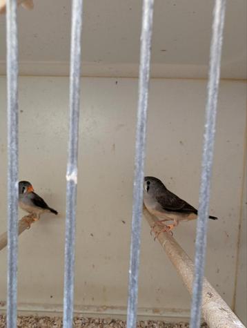 Timor zebravinken (de kleine zebravink) beschikbaar voor biedingen