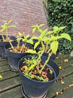 Brugmansia plantjes, Tuin en Terras, Volle zon, Vaste plant, Zomer, Ophalen