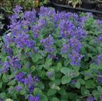 Nepeta Mussini | Kattenkruid (laagblijvend) | Chemievrij, Tuin en Terras, Planten | Tuinplanten, Overige soorten, Volle zon, Vaste plant