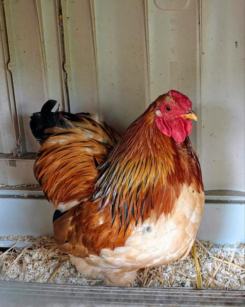 Wyandotte krielhaantje zoekt eigen toom, Dieren en Toebehoren, Pluimvee, Kip, Mannelijk