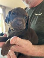 Vizsla x Vizsla Duitse draad haar puppy’s, Overige rassen, CDV (hondenziekte), 8 tot 15 weken, Meerdere