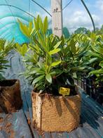 Rhododendron Cunningham- white, Ophalen of Verzenden, Rhododendron, Struik, Minder dan 100 cm