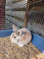 Teddydwerg mannetje, Mannelijk