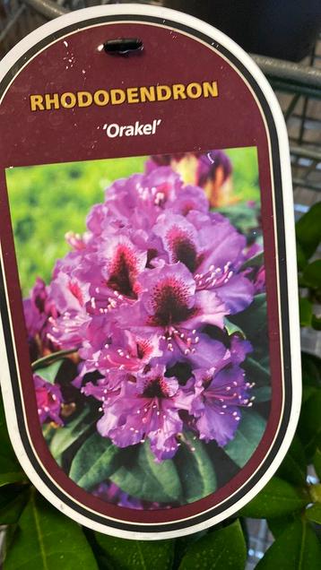 Rhododendron ‘Orakel’ beschikbaar voor biedingen