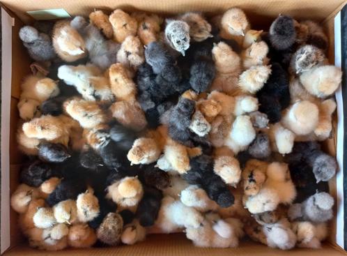 Zijdehoender Groot  Hennen Kuikens 🐣 Broedeieren 🥚 ., Dieren en Toebehoren, Pluimvee, Kip, Vrouwelijk