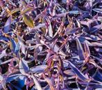 Paarse Hangplant - Makkelijk te stekken!, Ophalen