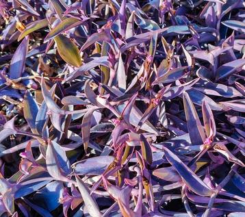 Paarse Hangplant - Makkelijk te stekken! beschikbaar voor biedingen