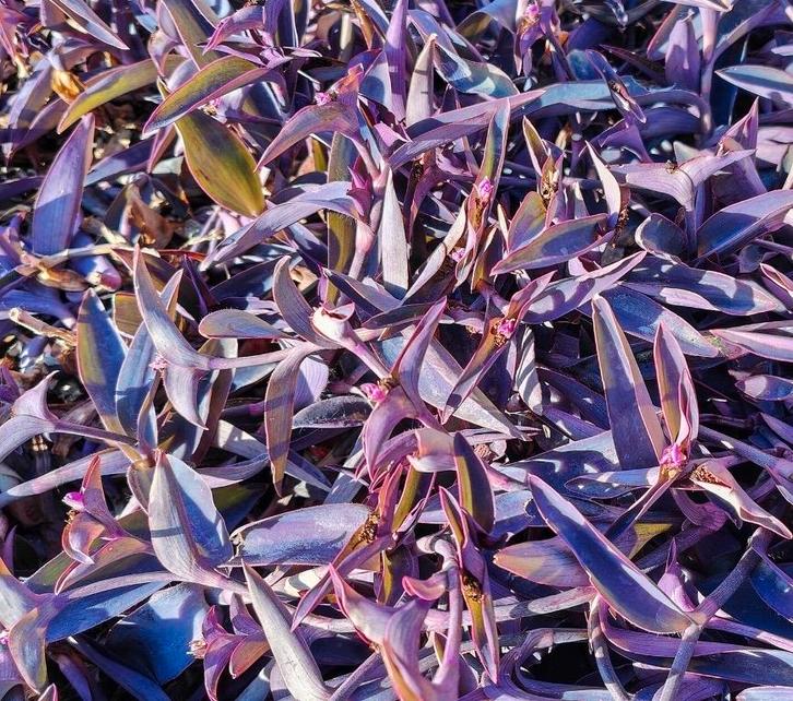 Paarse Hangplant - Makkelijk te stekken!, Huis en Inrichting, Kamerplanten, Ophalen