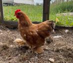 Jong cochin kriel haantje, Dieren en Toebehoren, Pluimvee, Mannelijk, Kip