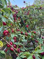 Nectarine Platerine Boom - 2 Meter Hoog, Ophalen, Lente, Overige soorten, Volle zon