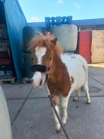 Shetlander hengst, Dieren en Toebehoren, Pony's, Hengst, Recreatiepony, 0 tot 2 jaar