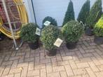 Ilex bollen 40 cm, Ophalen, Hulst, Minder dan 100 cm