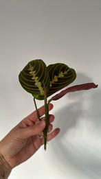 Maranta tri color stekken, Huis en Inrichting, Kamerplanten, Overige soorten, Minder dan 100 cm, Halfschaduw, Ophalen