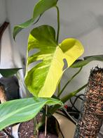 Monstera deliciosa Variegata Blue Mint - Zeldzame kamerplant, Tuin en Terras, Planten | Tuinplanten, Vaste plant, Bloeit niet