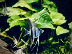 Maanvissen Pterophyllum scalare  (Jonge), Vis, Zoetwatervis, Schoolvis