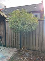 Boompje verdient een tweede thuis:), Tuin en Terras, Planten | Bomen, Verzenden, Halfschaduw, Overige soorten
