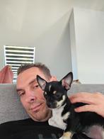 Chihuahua (mini), Dieren en Toebehoren, Honden | Chihuahua's en Gezelschapshonden, België, Particulier, Reu, 8 tot 15 weken