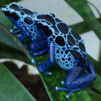 Dendrobates tinctorius 'Sipaliwini blue', Amfibie, 0 tot 2 jaar