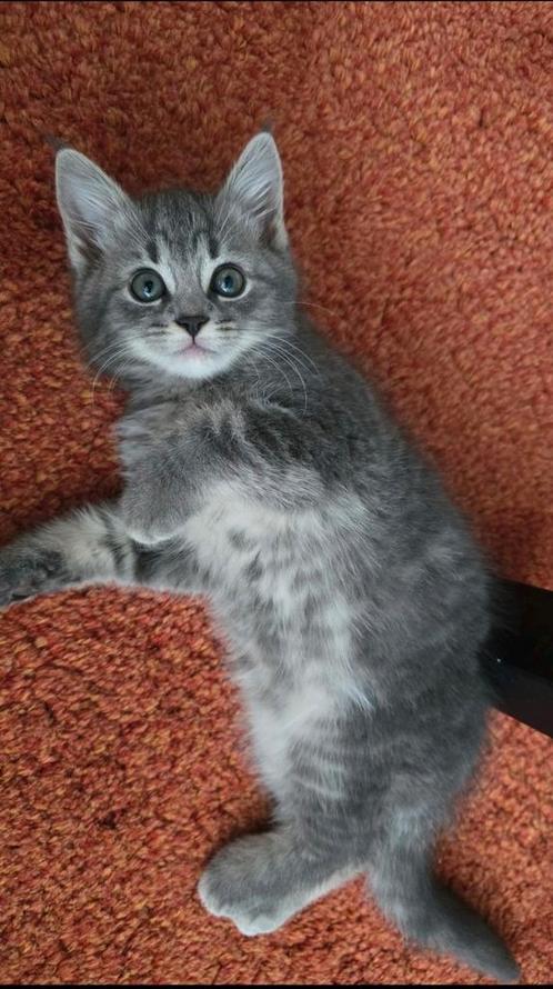 Lieve grijze Perzische kitten, Dieren en Toebehoren, Katten en Kittens | Raskatten | Korthaar, Poes