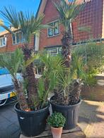ACTIE: Grote multistam Chamaerops Humulis: €350