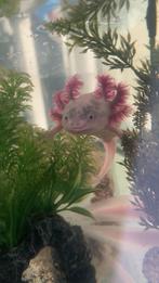 Axolotls Man (Leucistic) en vrouwtje ( wild type), Amfibie, 0 tot 2 jaar