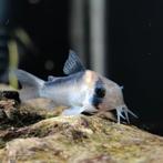 Hoplisoma adolfoi, Dieren en Toebehoren, Vissen | Aquariumvissen, Vis