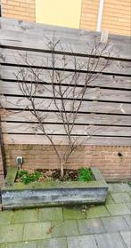 Japanse Esdoorn, Tuin en Terras, Ophalen, 100 tot 250 cm