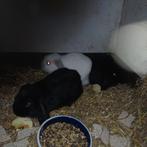 3 Nederlandse hangoor dwerg rammetjes, Dieren en Toebehoren, Mannelijk, Dwerg, Hangoor, 0 tot 2 jaar