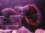 Heros Severum XL