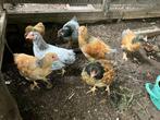 Wyandotte kippen, Dieren en Toebehoren, Pluimvee, Vrouwelijk, Kip