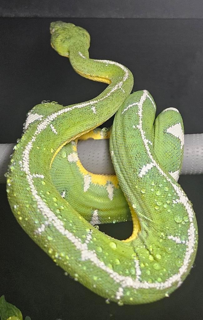 GROENE BOOMBOA'S Corallus batesii aangeboden, Dieren en Toebehoren, Slang, 0 tot 2 jaar