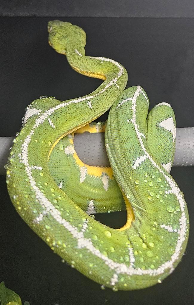 GROENE BOOMBOA'S Corallus batesii aangeboden