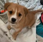 PUPPIES!! NOG 2 OVER!!, Rabiës (hondsdolheid), 8 tot 15 weken, Meerdere, Meerdere dieren