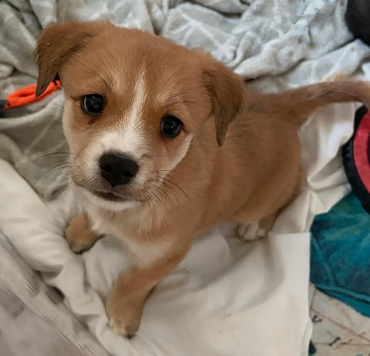 PUPPIES!! NOG 2 OVER!!, Dieren en Toebehoren, Honden | Niet-rashonden, Middel, Meerdere dieren, Particulier, Meerdere, Nederland