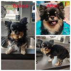 Hond wassen/ trimmen, Trimmen of Verzorging