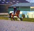 Verzorgster/bijrijder gezocht voor dressuurpaard, Dieren en Toebehoren, Ophalen, Zo goed als nieuw
