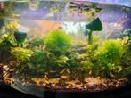 Neocaridana Yellow Fire Neon Backstripe Garnalen, Kreeft, Krab of Garnaal, Zoetwatervis, Schoolvis
