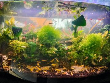Neocaridana Yellow Fire Neon Backstripe Garnalen beschikbaar voor biedingen