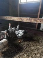 Wyandot haantjes, Dieren en Toebehoren, Pluimvee, Mannelijk, Kip