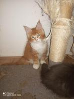 Russische Maine Coon kittens, Dieren en Toebehoren, Meerdere dieren, Gechipt