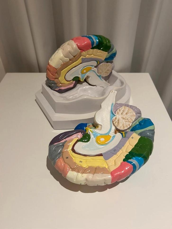 anatomisch model, hersenen, Diversen, Schoolbenodigdheden, Zo goed als nieuw, Ophalen of Verzenden