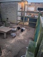 Gratis 11 kippen, Dieren en Toebehoren