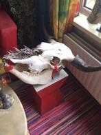 schedel koe compleet, Ophalen, Zo goed als nieuw, Boerderijdier, Schedel