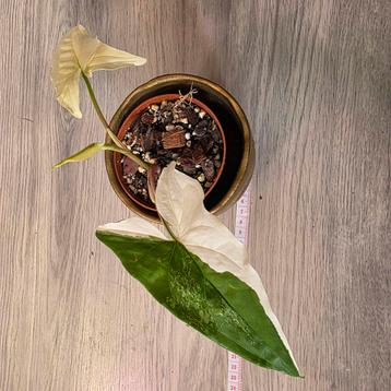 syngonium albo  beschikbaar voor biedingen