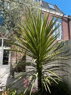 Cordyline Australis koolplant - koolpalm, Ophalen, Volle zon