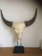 Waterbuffel schedel met hoorns op standaard, Verzamelen, Dierenverzamelingen, Ophalen, Gebruikt, Overige soorten, Schedel